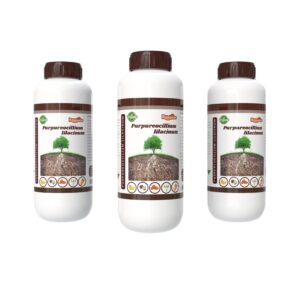 Seaweed extract powder