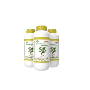 Metarhizium anisopliae